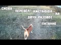 ПОЧЕМУ Я СНОВА ПЕРЕВЁЛ АМСТАФФА НА ДВУХРАЗОВОЕ ПИТАНИЕ