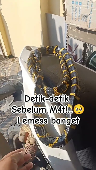 Sesaat sebelum K3m4ti4n 😭 #snake #ularbelang #oraywelang
