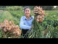 Harvesting garlic for my recipe / Fried fishes with chili sauce recipe / Cooking with Sreypov