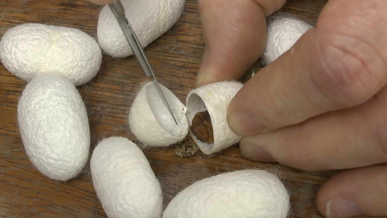 Cutting open a silk cocoon.