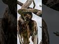 As MORTES mais BRUTAIS do reino ANIMAL! #curiosidades #animais #bichos