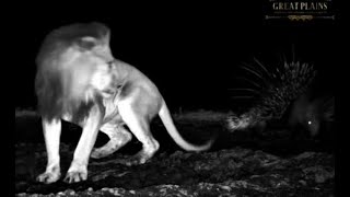 Download Lagu ol Donyo ~ The Lion King is chased by a Porcupine! Dec18, 2025 MP3