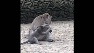 Monkey Business 😅  (Ubud, Bali)
