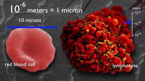 How Small Are Atoms?