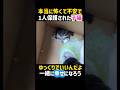 本当に怖くて不安で1人保護された子猫🥹ゆっくりでいいんだよ！これからは幸せな日々が待ってるよ✨ #感動 #保護猫 #子猫 #猫 #かわいい #cat #shorts