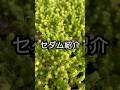 【多肉】セダム増えました！　多肉生産者pukupuku taniku #多肉植物 #succulent