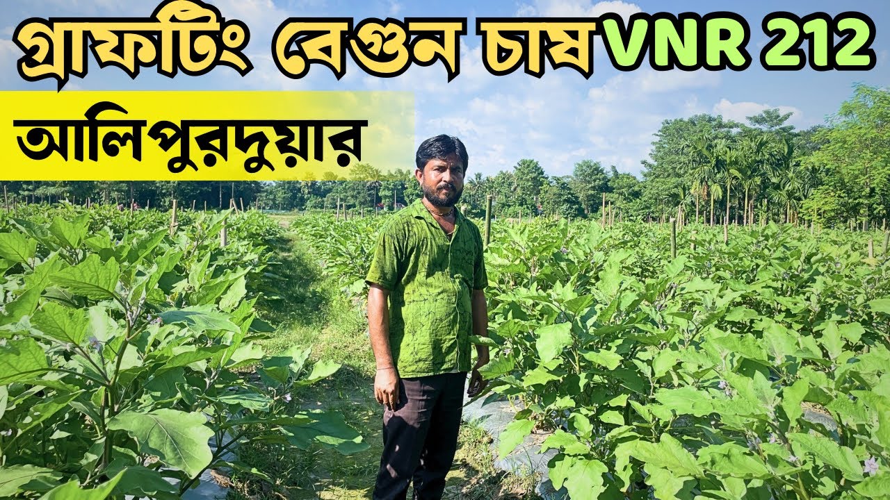 আলিপুরদুয়ারে গ্রাফটিং বেগুন চাষ | Grafting Brinjal Farming In West Bengal 