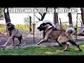 DÜNYA'NIN EN İYİ ANADOLU ASLANLARINDAN ! ( KARA BOĞA, SİMBA ) Kangal, Anadolu Çoban Köpeği, Malaklı