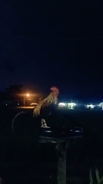 Download lagu Suara Bunyi Berkokok Ayam Hutan Pikat di waktu subuh #ayamhutan #ayamhutanpikat #kokokayam