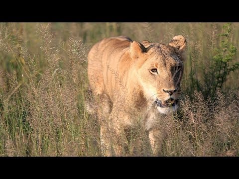 Video: Wie Lebt Die Löwenfamilie?