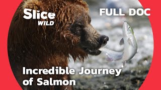 How do salmon travel between rivers and the sea? | AI | Full Documentary