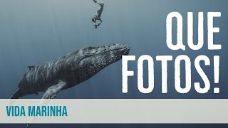 IMPRESSIONANTE! As melhores fotos subaquáticas do mundo - Ocean Photography Awards 2021