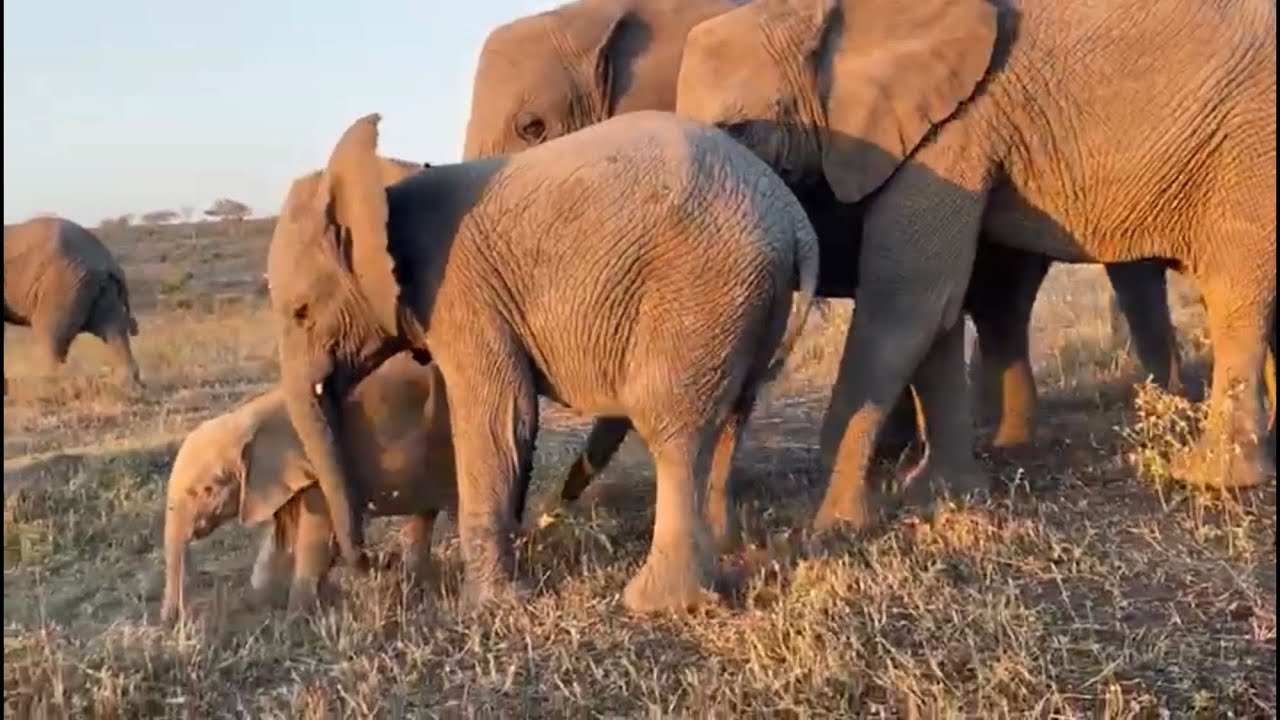 Have You Ever Wondered How Elephants Walk? YouTube Have You Ever Wondered How Elephants Walk? YouTube