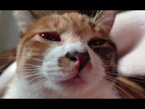 朝再び眠りにつく方法