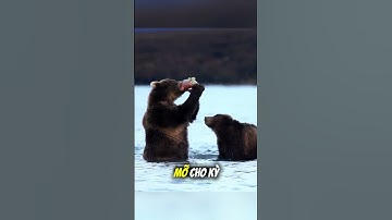 Gấu Xám Alaska Và Bữa Tiệc Cá Hồi Tự Nhiên #shorts