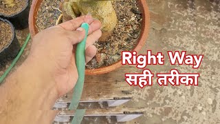 यह है एकदम सही तरीका / Growing tips /Right way to grow adeniums / Online plants / Soil mix by Shampy's Garden 3,734 views 3 weeks ago 8 minutes, 3 seconds