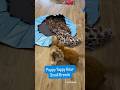 Puppy Yappy Hour - Small Breeds