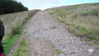 Beacons Way Day 5- Sarn Helen Roman Road section