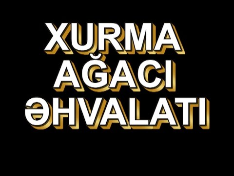 Video: Xurma ağaclarında qırmızı şeylər hansılardır?