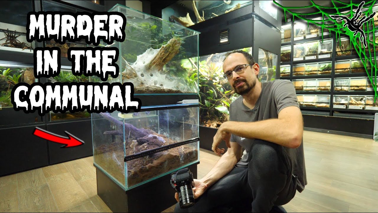 MURDER INVESTIGATION - Alpha Tarantula