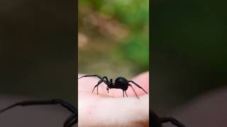 What happens if a black widow bites you?