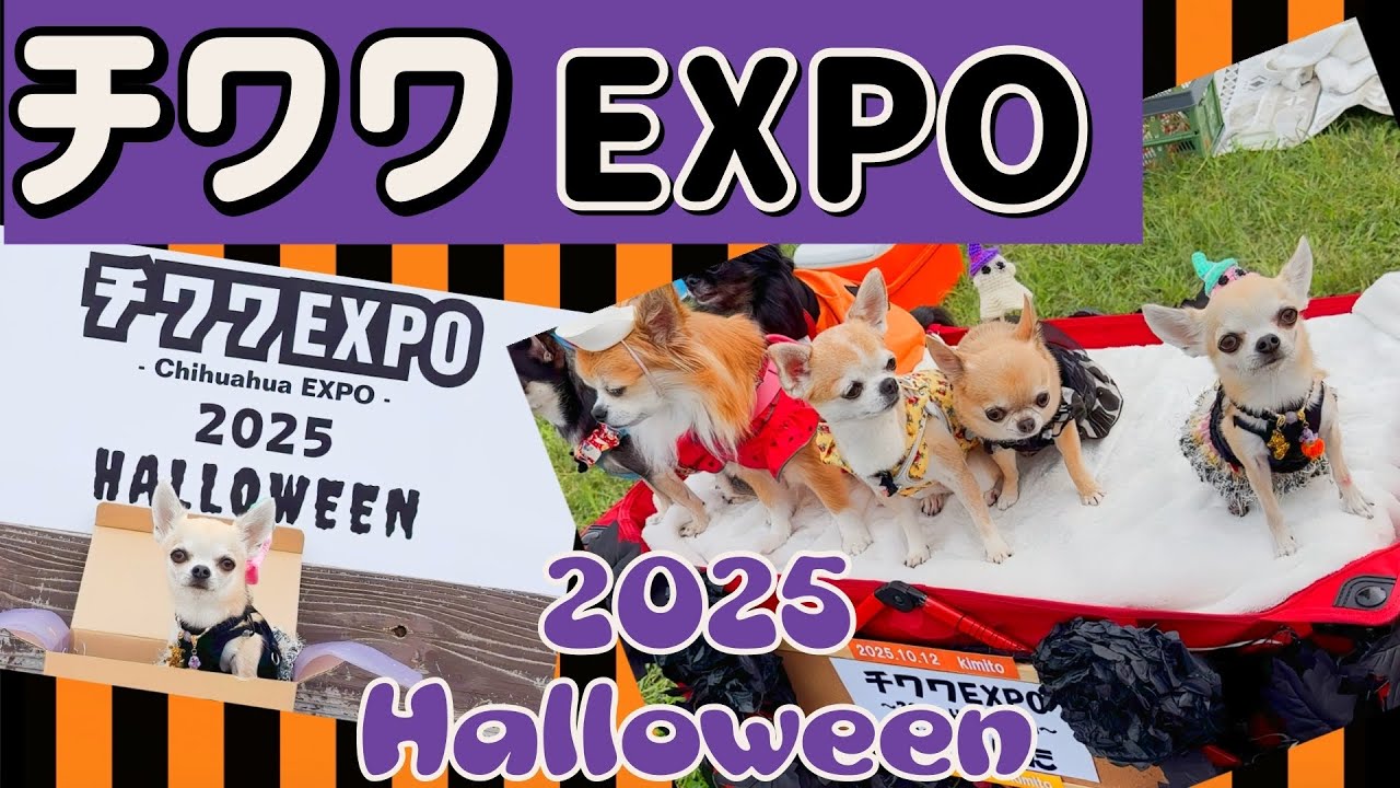 【チワワEXPO 2025 HALLOWEEN】1,000匹以上のチワワが大集合！！チワワ好き必見のイベントに今回も参加してきました。