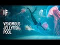What If You Fell Into a Pool of Jellyfish?