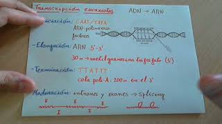 Apoptóticos genes anti pró e