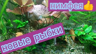 Новые рыбки и аквариум с растениями