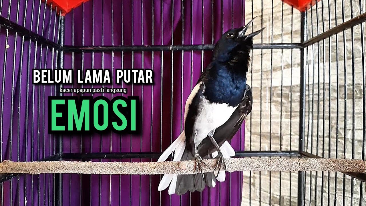 kacer gacor NGEPLONG tarung ini paling ampuh buat PANCINGAN KACER agar EMOSI