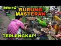 Burung Masteran Terbaik Untuk Burung Lomba Milik Dream Sengon Mp3 - Mp4 Download