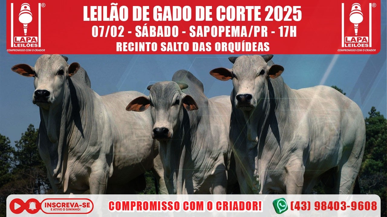 LAPA LEILÕES - LEILÃO GADO DE CORTE - SÁBADO - 07/03/2026 - 17h - SAPOPEMA/PR