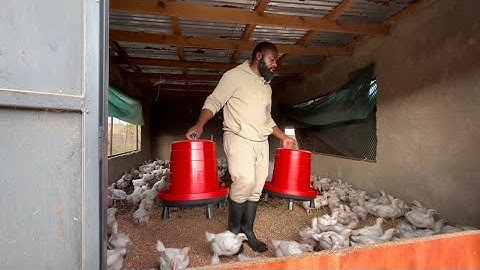 How to Make Organic Fertilizer from Chicken Manure 🐓🌱