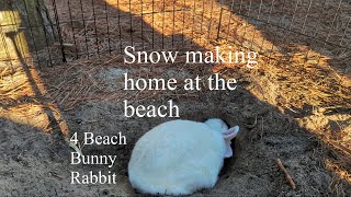 4 Beach Bunny Rabbit digging a home in the sand