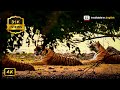 MAYA - The Queen of Tadoba | Tadoba National Park | June 2019