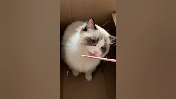 Video 9951281: cat feeding, catfood