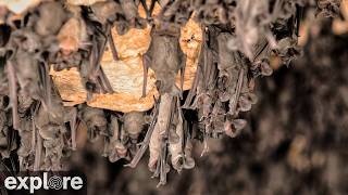 LIVE Bat Cam: Inside the Bracken Cave Colony | explore.org