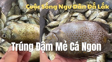 Cuộc Sống Ngư Dân Đắk Lắk || Trúng Đậm Mẻ Lưới Cá Tươi Ngon