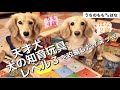 天才犬？  知育おもちゃレベル３を初見で攻略したイヌッ..  #56【犬の知育玩具】【DOG'SUDOKU】【パズル型知育トイ】