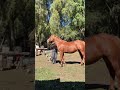 😍🐴♥️