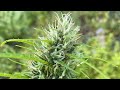 Flowering cannabis plants its harvest time on the farm