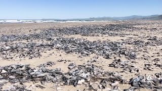 Thousands of jellyfishlike sea creatures blanket Central Coast beaches