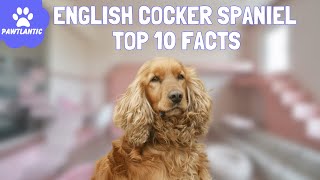 English Cocker Spaniel  Top 10 Facts