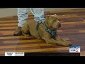 Primetime Pups: Meet Luke!
