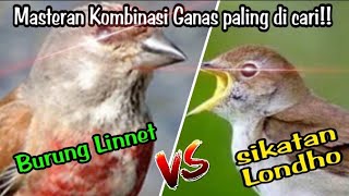 Masteran Kombinasi Sikatan Londo vs Burung Linnet‼️||isian untuk burung Juara.