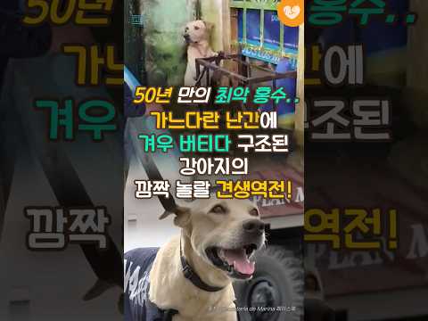겨우 버티다 구조된 강아지의 깜짝 놀랄 <strong>견생역전</strong>!  #shorts #리트리버 #비