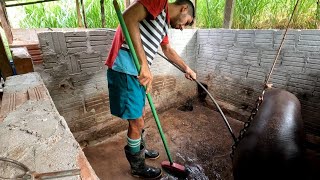 MUDEI DE IDÉIA SOBRE OS PORQUINHOS E O CHIQUEIRO QUE ELES ESTÃO