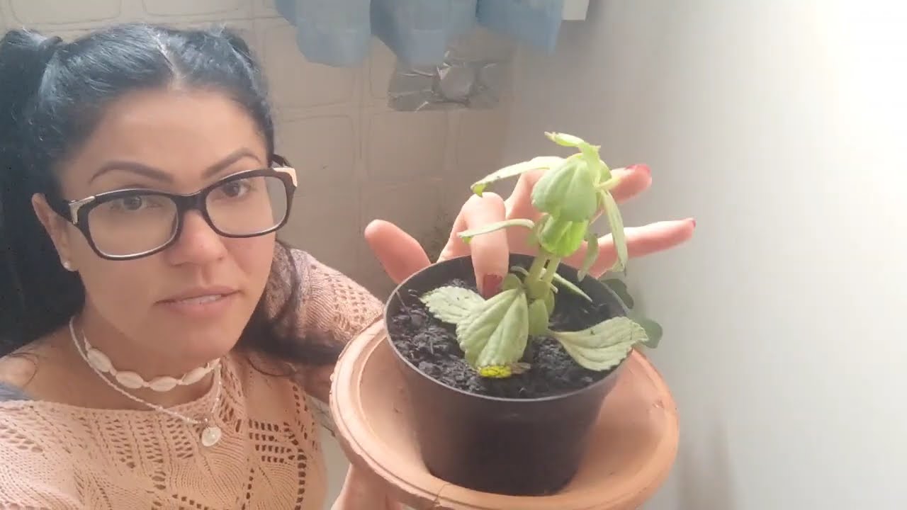 Для черенкования растений... Поливать три раза в неделю.