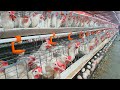 Modern Ultra Chicken Farming - Harvesting 15000  eggs are produced per day