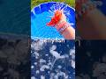 Learn Sea Animal Names for Kids with Toys: Jellyfish Starfish Octopus Seal Penguin